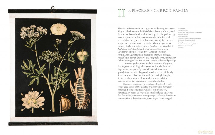 The Art of Botanical Painting: Iconic botanical wall charts from the golden age of scientific discovery - Anna Laurent [KSIĄŻKA]