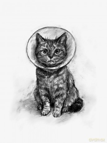 The Cat's Tales: Feline Fairy Tales and Folklore - The perfect gift for cat lovers - Charlie Creed [KSIĄŻKA]