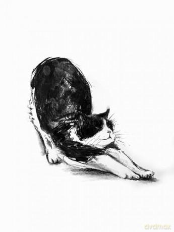The Cat's Tales: Feline Fairy Tales and Folklore - The perfect gift for cat lovers - Charlie Creed [KSIĄŻKA]