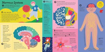 The Interactive Human Body Explore the human body with flaps, wheels, levers, touch and feel, and more: 3 (Interactive Explorer) - Peter Hinckley [KSIĄŻKA]