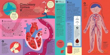 The Interactive Human Body Explore the human body with flaps, wheels, levers, touch and feel, and more: 3 (Interactive Explorer) - Peter Hinckley [KSIĄŻKA]
