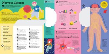 The Interactive Human Body Explore the human body with flaps, wheels, levers, touch and feel, and more: 3 (Interactive Explorer) - Peter Hinckley [KSIĄŻKA]