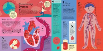 The Interactive Human Body Explore the human body with flaps, wheels, levers, touch and feel, and more: 3 (Interactive Explorer) - Peter Hinckley [KSIĄŻKA]