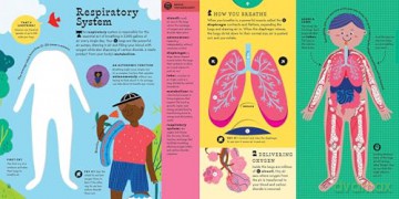 The Interactive Human Body Explore the human body with flaps, wheels, levers, touch and feel, and more: 3 (Interactive Explorer) - Peter Hinckley [KSIĄŻKA]