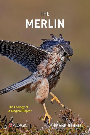 The Merlin: The Ecology of a Magical Raptor - Frank Rennie [KSIĄŻKA]