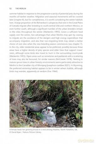 The Merlin: The Ecology of a Magical Raptor - Frank Rennie [KSIĄŻKA]