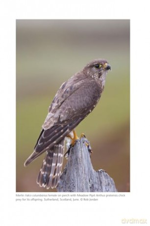 The Merlin: The Ecology of a Magical Raptor - Frank Rennie [KSIĄŻKA]