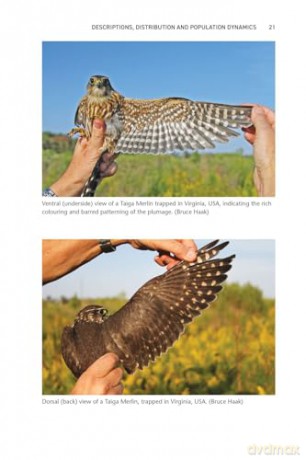 The Merlin: The Ecology of a Magical Raptor - Frank Rennie [KSIĄŻKA]