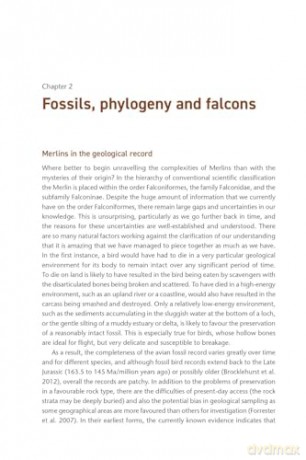The Merlin: The Ecology of a Magical Raptor - Frank Rennie [KSIĄŻKA]
