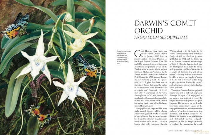 The Orchid: A celebration of the world's most charismatic flower (Royal Botanic Gardens, Kew) - Lauren Gardiner [KSIĄŻKA]