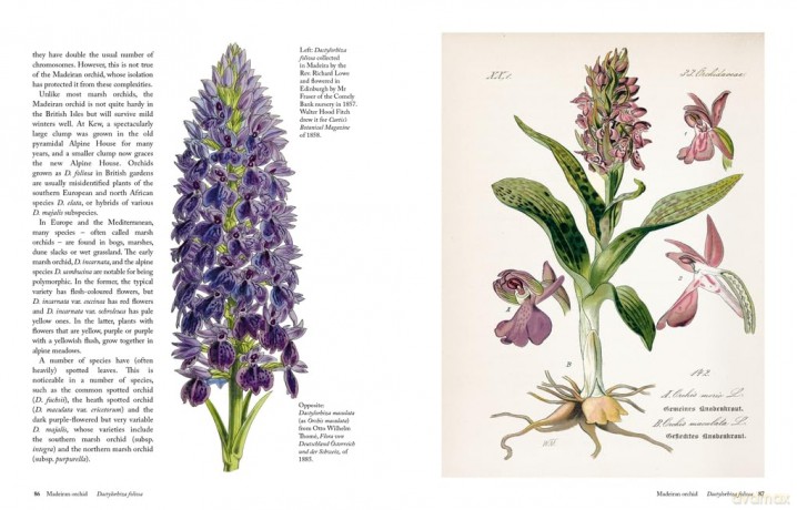 The Orchid: A celebration of the world's most charismatic flower (Royal Botanic Gardens, Kew) - Lauren Gardiner [KSIĄŻKA]