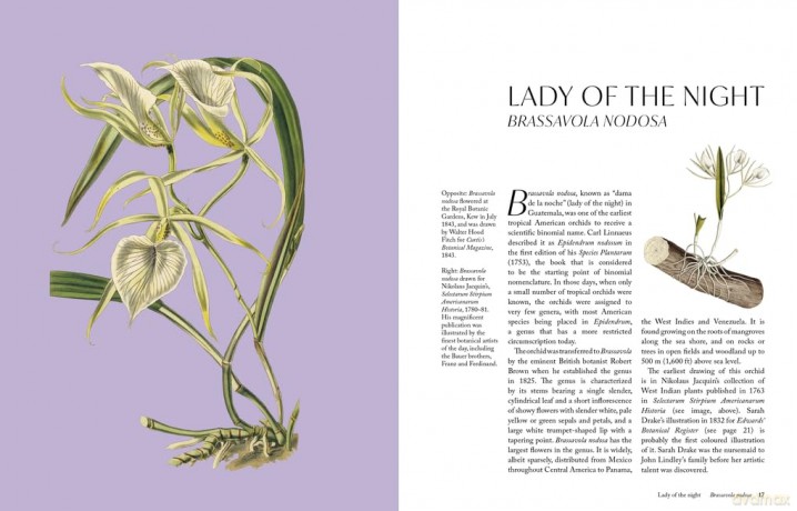 The Orchid: A celebration of the world's most charismatic flower (Royal Botanic Gardens, Kew) - Lauren Gardiner [KSIĄŻKA]