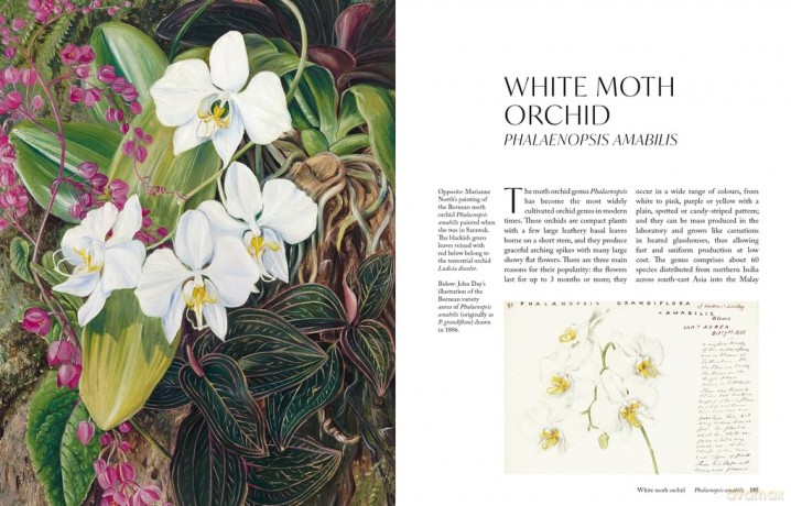 The Orchid: A celebration of the world's most charismatic flower (Royal Botanic Gardens, Kew) - Lauren Gardiner [KSIĄŻKA]