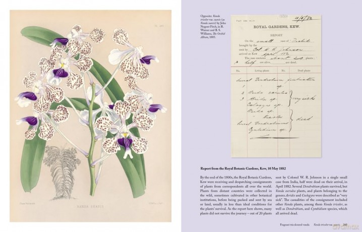 The Orchid: A celebration of the world's most charismatic flower (Royal Botanic Gardens, Kew) - Lauren Gardiner [KSIĄŻKA]