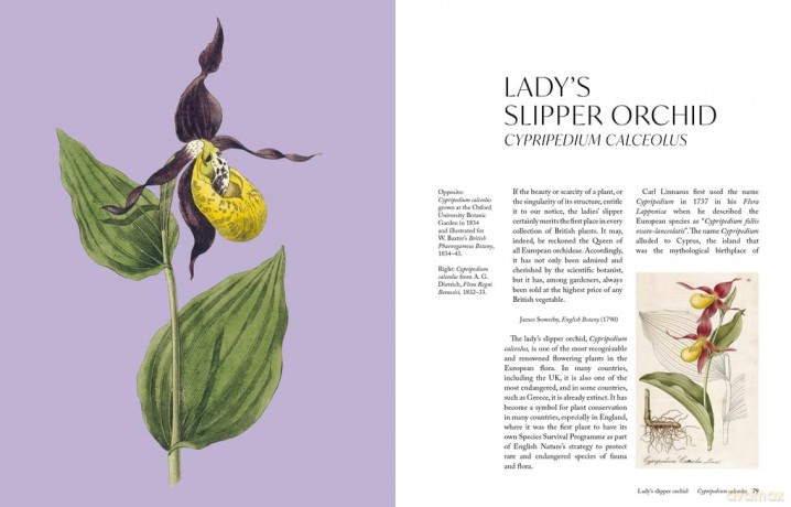 The Orchid: A celebration of the world's most charismatic flower (Royal Botanic Gardens, Kew) - Lauren Gardiner [KSIĄŻKA]