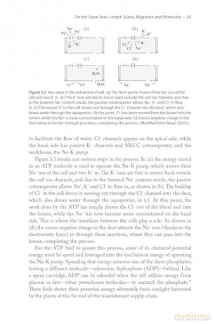 The Physics of Birds and Birding: The Sounds, Colors and Movements of Birds, and Our Tools for Watching Them - Michael Hurben [KSIĄŻKA]