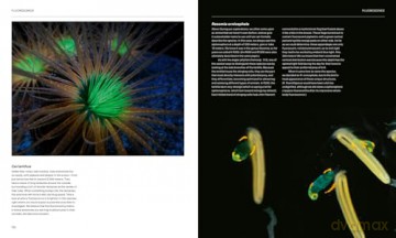 The Radiant Sea: Color and Light In the Underwater World - Steven Haddock [KSIĄŻKA]