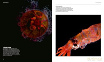 The Radiant Sea: Color and Light In the Underwater World - Steven Haddock [KSIĄŻKA]