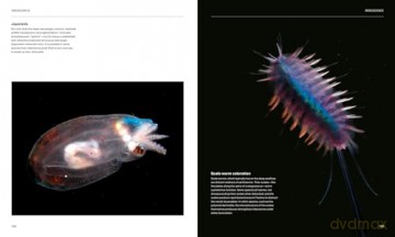 The Radiant Sea: Color and Light In the Underwater World - Steven Haddock [KSIĄŻKA]