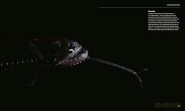 The Radiant Sea: Color and Light In the Underwater World - Steven Haddock [KSIĄŻKA]