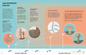 The Secrets of Mushrooms - Ginevra Picoco [KSIĄŻKA]
