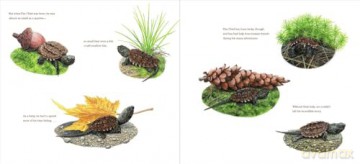 The True and Lucky Life of a Turtle - Sy Montgomery [KSIĄŻKA]