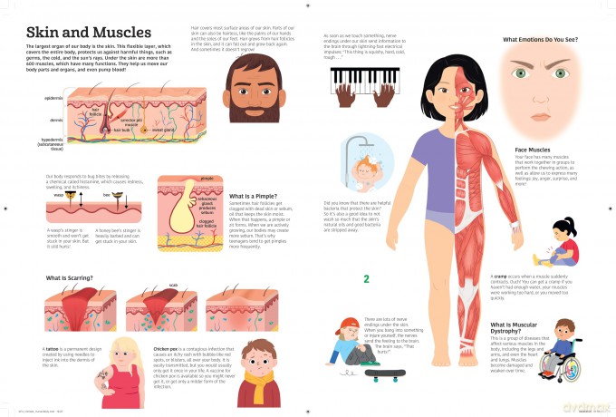 The Ultimate Book of the Human Body (The Ultimate Books) - Anne-Sophie Baumann [KSIĄŻKA]