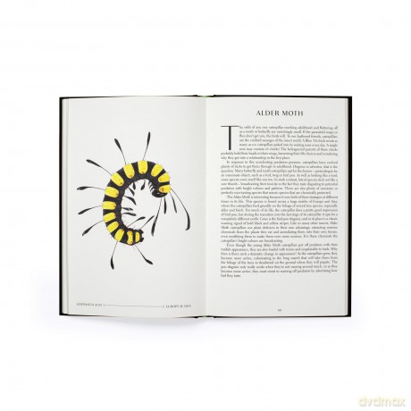 The Wonder of Insects: Uncovering their Hidden World: Fully Illustrated with 70 Stunning Species - Ross Piper [KSIĄŻKA]