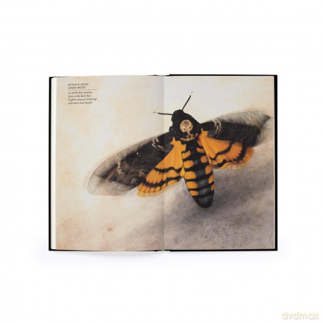 The Wonder of Insects: Uncovering their Hidden World: Fully Illustrated with 70 Stunning Species - Ross Piper [KSIĄŻKA]
