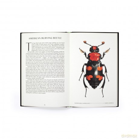 The Wonder of Insects: Uncovering their Hidden World: Fully Illustrated with 70 Stunning Species - Ross Piper [KSIĄŻKA]
