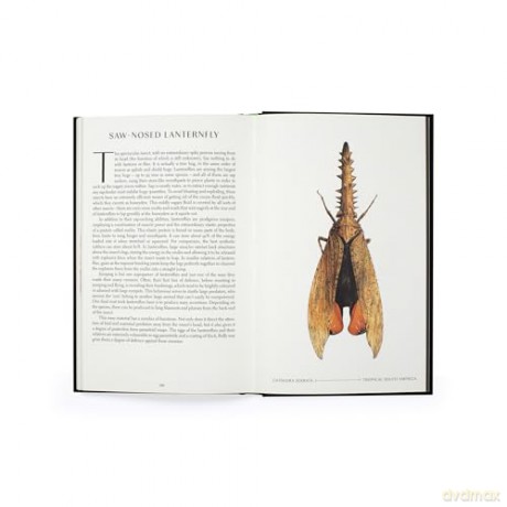 The Wonder of Insects: Uncovering their Hidden World: Fully Illustrated with 70 Stunning Species - Ross Piper [KSIĄŻKA]