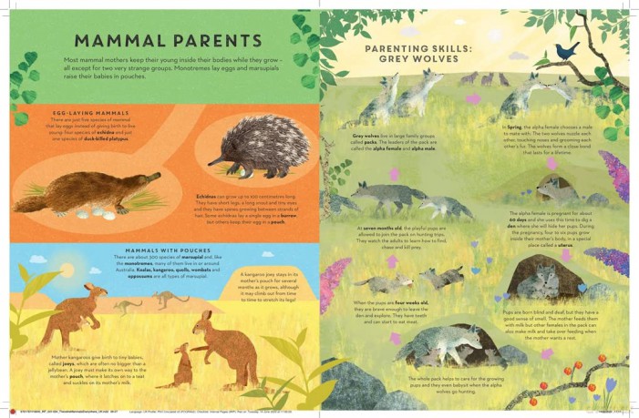 There are Mammals Everywhere - Camilla De La Bedoyere [KSIĄŻKA]