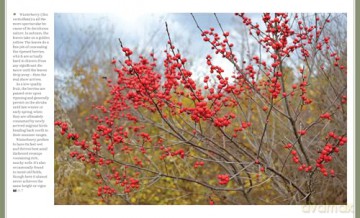 Through the Seasons: A Botanical Odyssey of the Native Plants of the Northeast - Michael Adamovic [KSIĄŻKA]