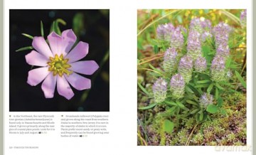 Through the Seasons: A Botanical Odyssey of the Native Plants of the Northeast - Michael Adamovic [KSIĄŻKA]