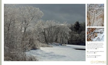 Through the Seasons: A Botanical Odyssey of the Native Plants of the Northeast - Michael Adamovic [KSIĄŻKA]