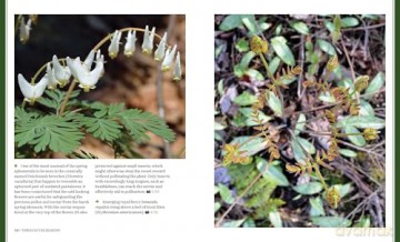 Through the Seasons: A Botanical Odyssey of the Native Plants of the Northeast - Michael Adamovic [KSIĄŻKA]