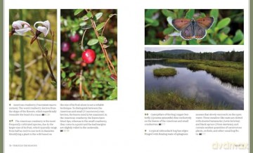 Through the Seasons: A Botanical Odyssey of the Native Plants of the Northeast - Michael Adamovic [KSIĄŻKA]