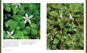 Through the Seasons: A Botanical Odyssey of the Native Plants of the Northeast - Michael Adamovic [KSIĄŻKA]