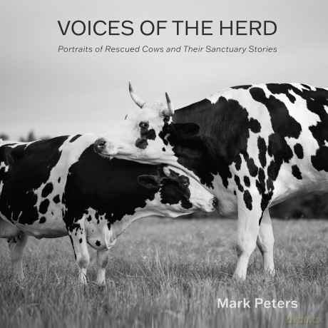 Voices of the Herd: Portraits of Rescued Cows and Their Sanctuary Stories - Mark Peters [KSIĄŻKA]
