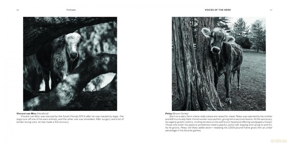 Voices of the Herd: Portraits of Rescued Cows and Their Sanctuary Stories - Mark Peters [KSIĄŻKA]