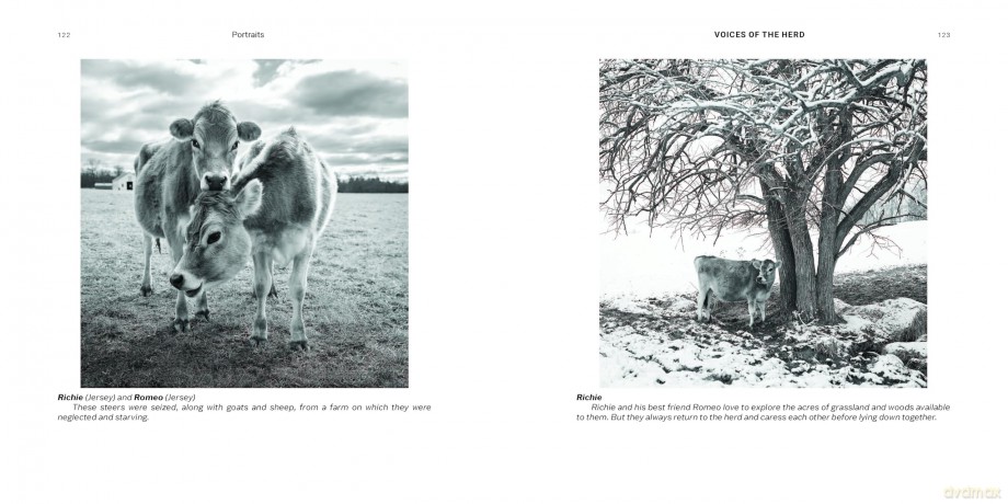 Voices of the Herd: Portraits of Rescued Cows and Their Sanctuary Stories - Mark Peters [KSIĄŻKA]