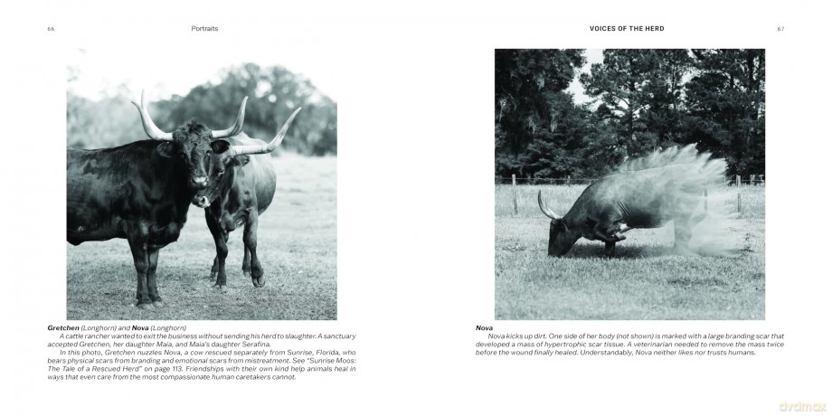Voices of the Herd: Portraits of Rescued Cows and Their Sanctuary Stories - Mark Peters [KSIĄŻKA]