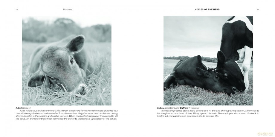 Voices of the Herd: Portraits of Rescued Cows and Their Sanctuary Stories - Mark Peters [KSIĄŻKA]