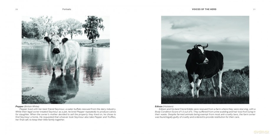 Voices of the Herd: Portraits of Rescued Cows and Their Sanctuary Stories - Mark Peters [KSIĄŻKA]