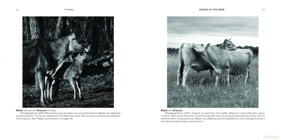 Voices of the Herd: Portraits of Rescued Cows and Their Sanctuary Stories - Mark Peters [KSIĄŻKA]