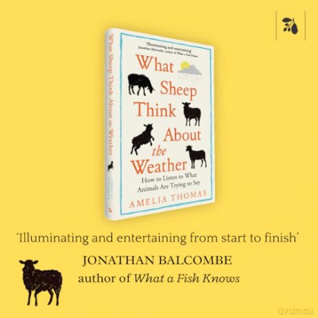 What Sheep Think About the Weather: How to listen to what animals are trying to say - The perfect read for any animal lover - Amelia Thomas [KSIĄŻKA]