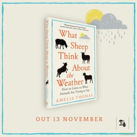What Sheep Think About the Weather: How to listen to what animals are trying to say - The perfect read for any animal lover - Amelia Thomas [KSIĄŻKA]