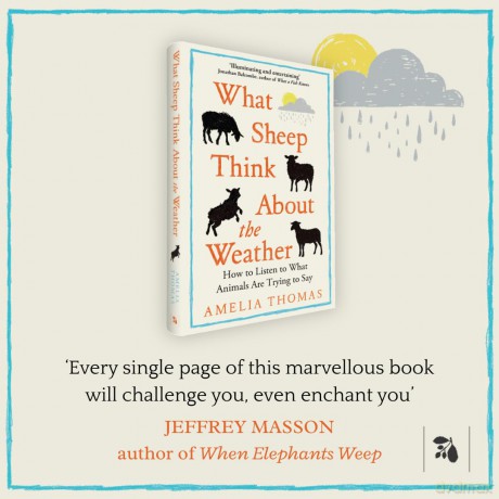 What Sheep Think About the Weather: How to listen to what animals are trying to say - The perfect read for any animal lover - Amelia Thomas [KSIĄŻKA]