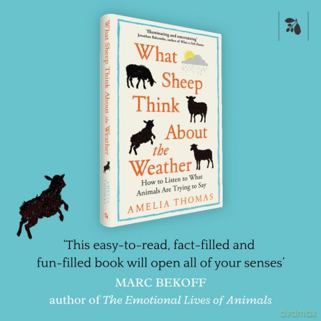 What Sheep Think About the Weather: How to listen to what animals are trying to say - The perfect read for any animal lover - Amelia Thomas [KSIĄŻKA]