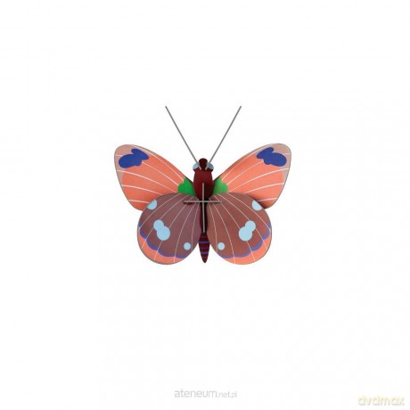 Model kartonowy 3D Wall Art - Delias Butterfly [PUZZLE]